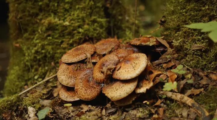photographie nature en Alpes-de-Haute-Provence