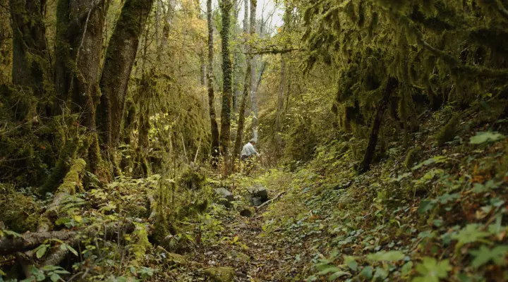 photographie nature forêt en Provence